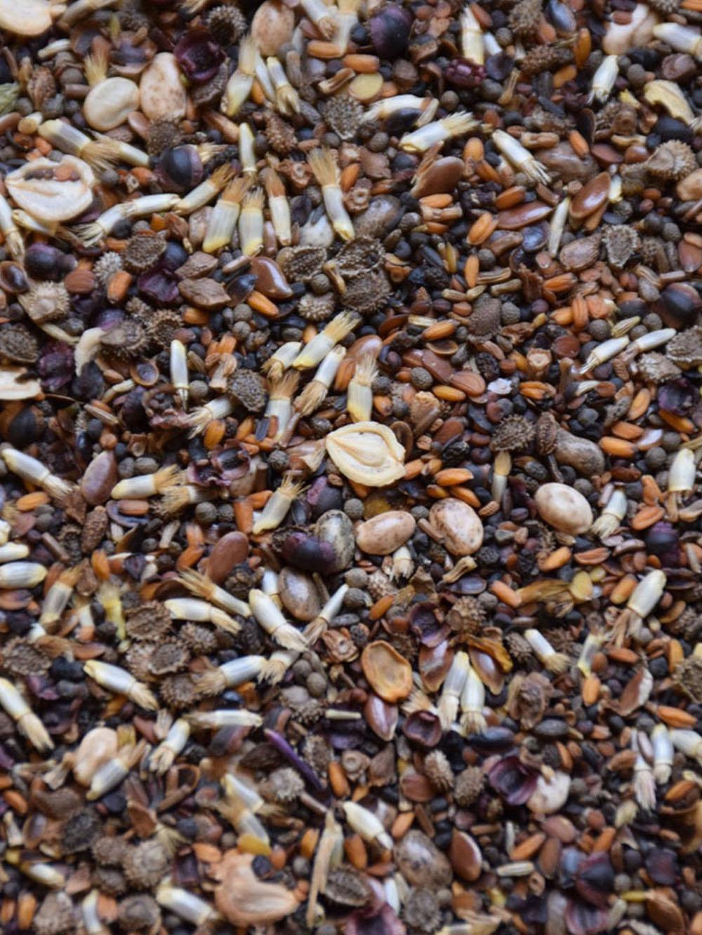 Low Grow Wildflower Mix